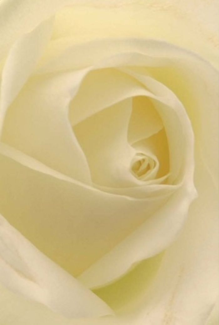To gaze at this white rose from close range is to be mesmerised by the symphony of soft layers and subtle shifts of light-hallmarks of a cultivated bloom from a skilled Greenford florist. The petals, merging from snowy white at the centre into creamy edges, flow seamlessly, as if touched by gentle sunlight filtering through leafy branches in Perivale Park. Nestled within a delicate spiral, the rose's heart suggests purity, steady resilience, and honest intention-qualities often celebrated during heartfelt occasions in Greenford's vibrant neighbourhoods. As the eye explores the soft gradients of colour and light, a feeling of tranquility pervades, mirroring the calm of an early morning walk along the Grand Union Canal. The nearly flawless alignment of petals, softly fragrant and cool to the touch, communicates effortless sophistication and enduring sentiment. This rose could grace a wedding at Ealing Town Hall, offer solace in times of loss, or serve as a timeless message of admiration. Its beauty is uplifted by nature but perfected by attentive hands, each arrangement tailored with care by Flowers Greenford for those who value sincerity and grace in their floral tributes.